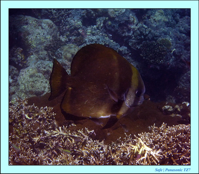 2011 - 08 - Borneo - Sipadan 074